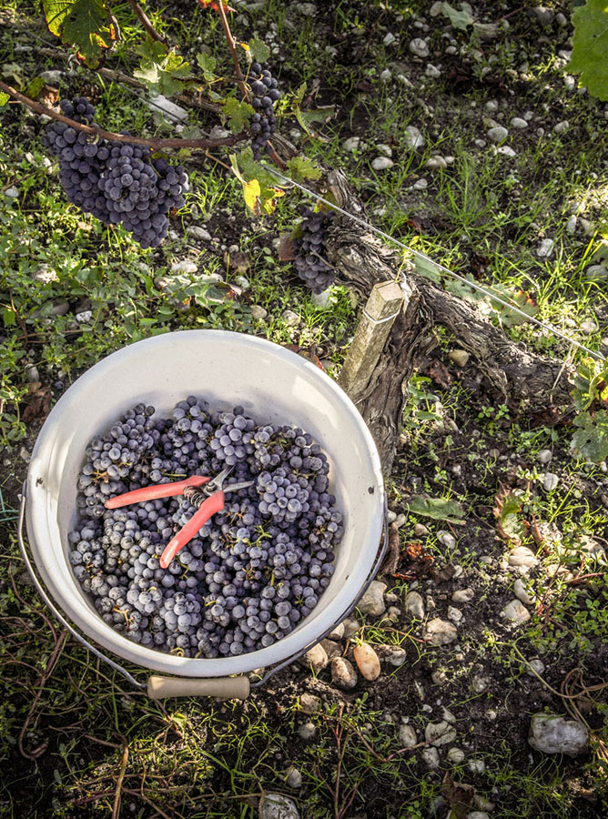 Raisins soigneusement vendangés au Château Belgrave