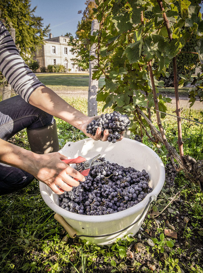 vendanges au château Belgrave