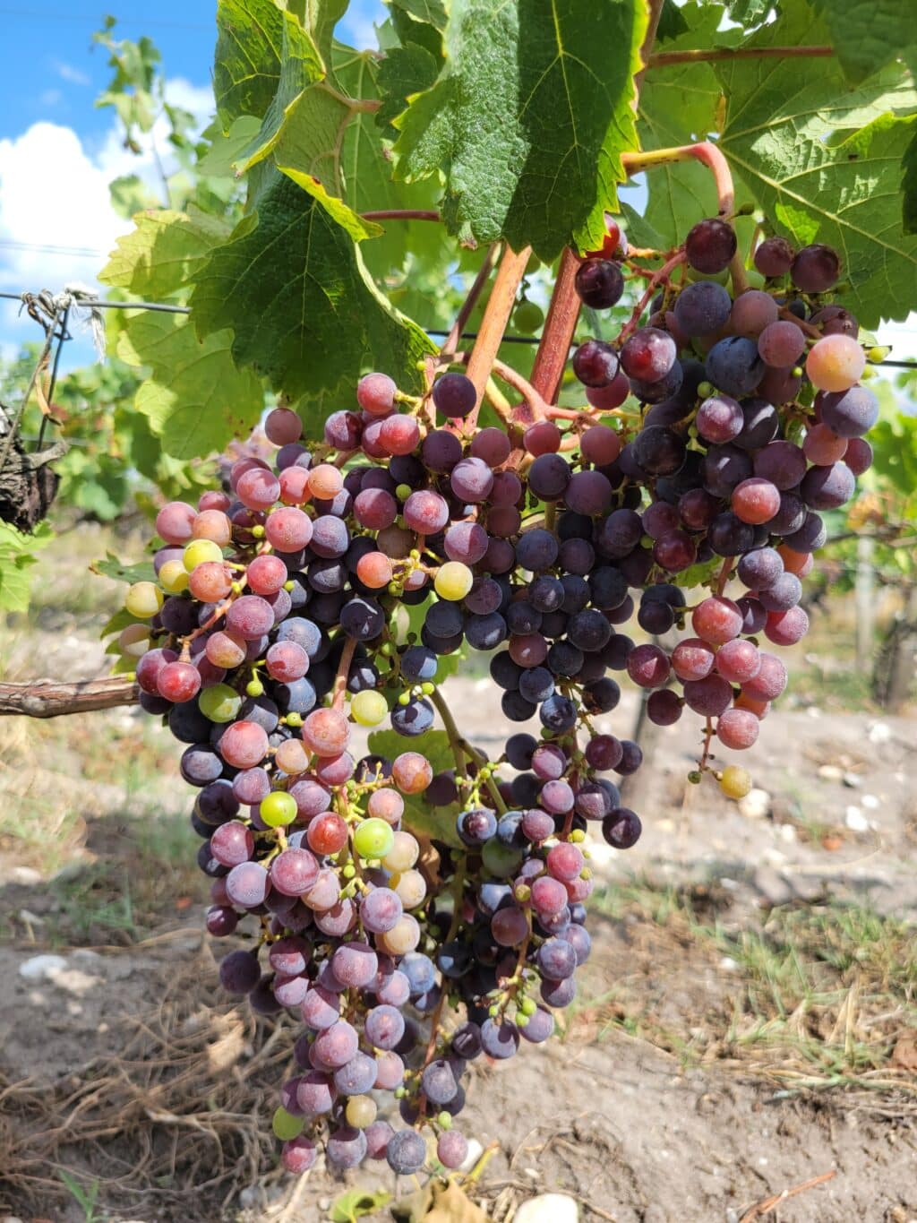 Véraison dans les rangs de vigne du Château Belgrave grand cru classé Haut-Médoc